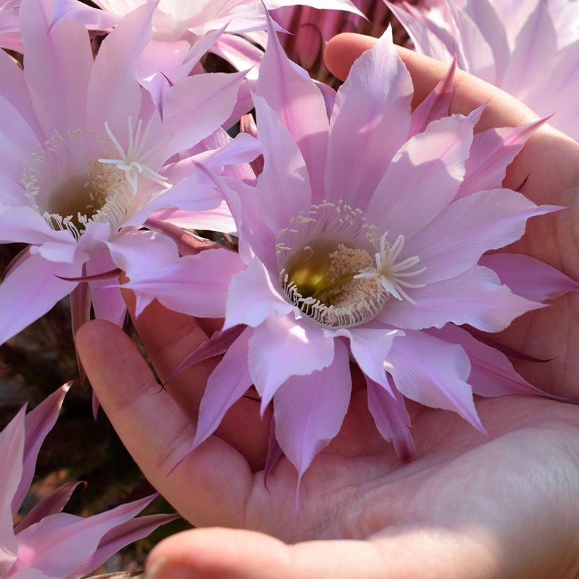 Echinopsis multiplex (Flowering)
