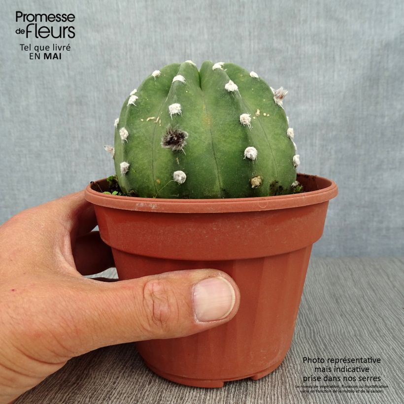 Echinopsis subdenudata Vaso da Ø 12 cm / 13 cm esemplare consegnato in primavera