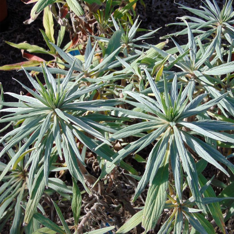 Echium candicans - Viperina candeggiante (Foliage)