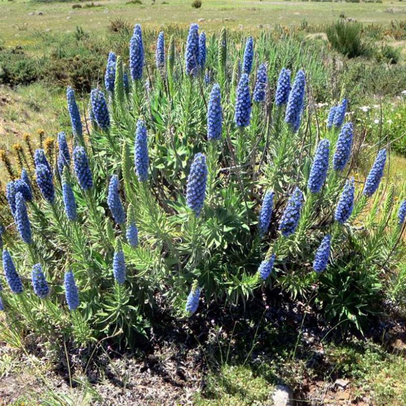 Echium candicans - Viperina candeggiante (Plant habit)