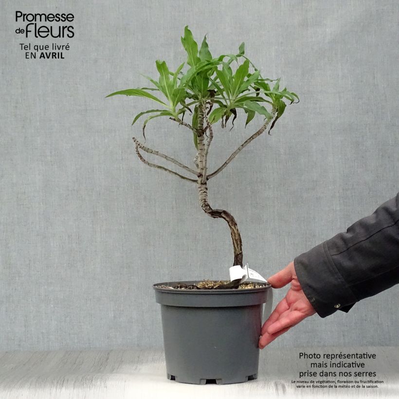 Example of Echium candicans - Viperina candeggiante Vaso da 3L/4L as you get in printemps