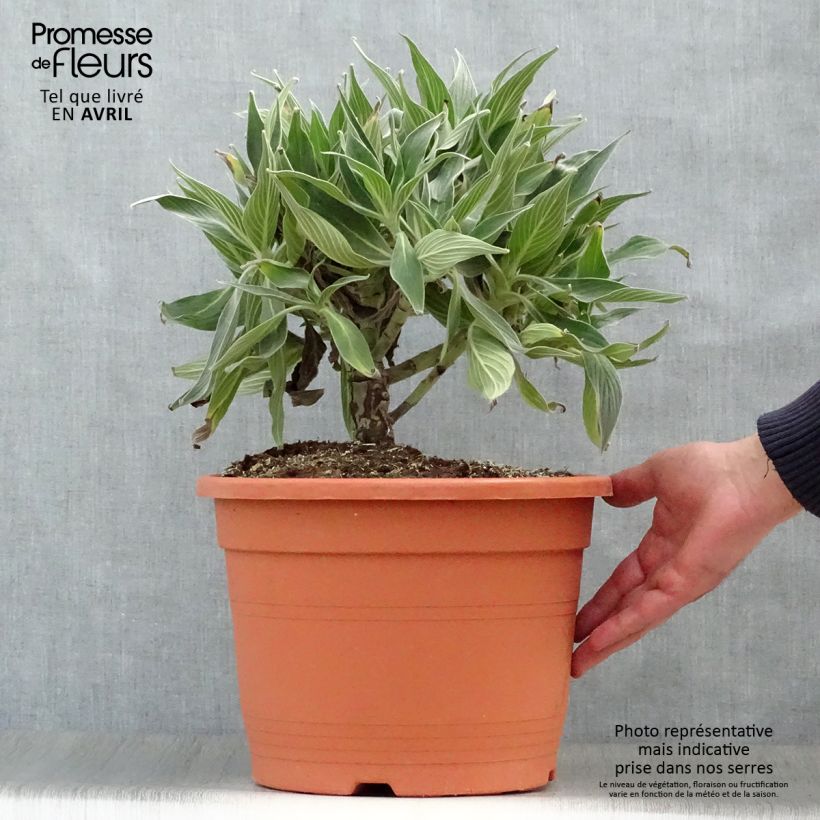 Example of Echium candicans - Viperina candeggiante Vaso da 7,5L/10L as you get in printemps