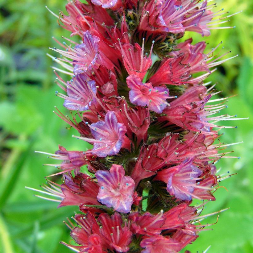 Echium russicum - Viperina (Flowering)