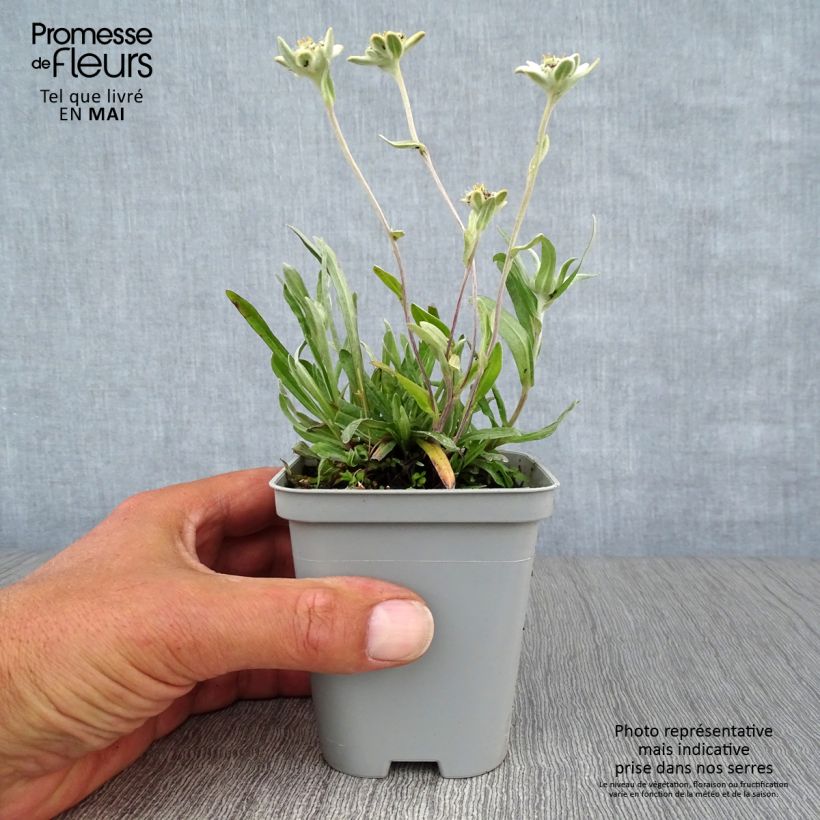 Leontopodium alpinum - Stella alpina Vasetto da 8/9 cm esemplare consegnato in primavera