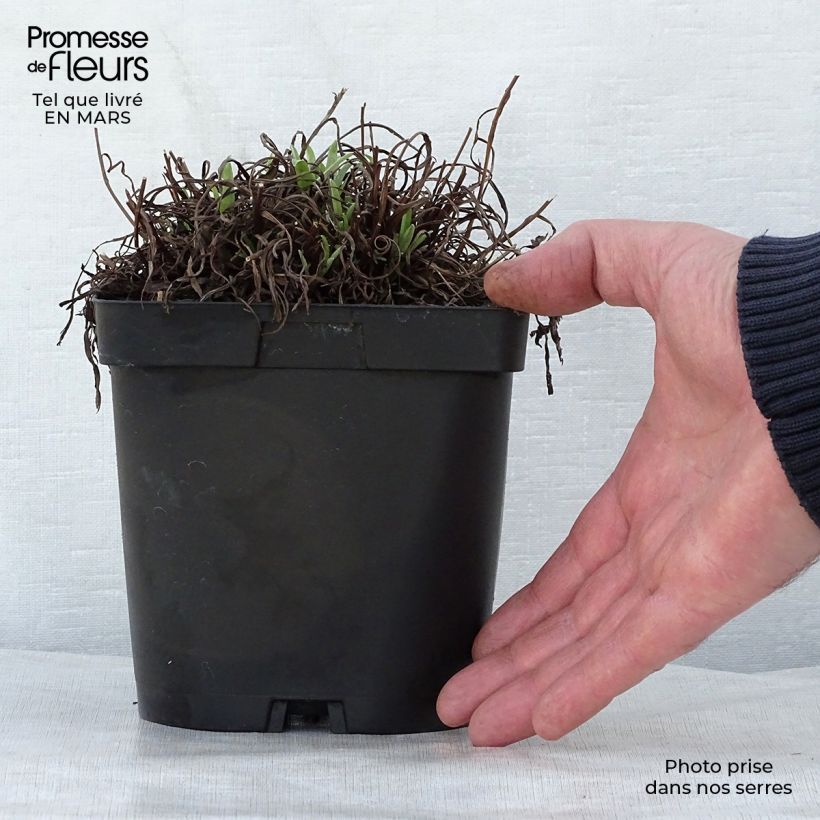 Leontopodium alpinum - Stella alpina Vaso da 2L/3L esemplare consegnato in primavera