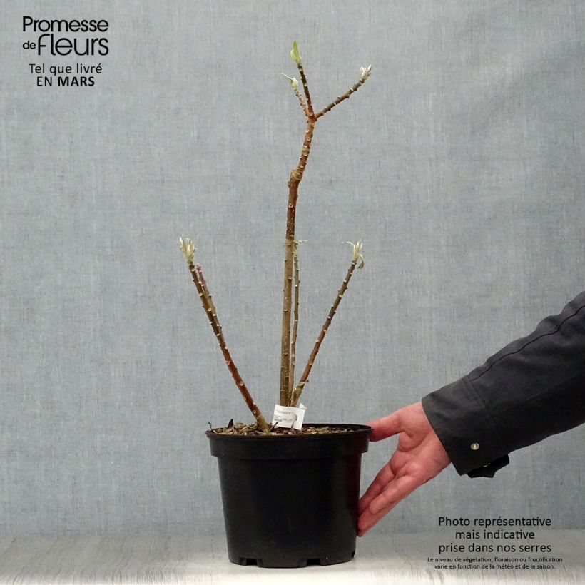 Example of Edgeworthia chrysantha - Bastone di san Giuseppe Vaso da 3L/4L as you get in printemps