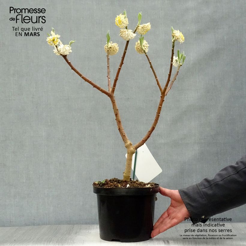 Example of Edgeworthia chrysantha Grandiflora - Bastone di san Giuseppe Vaso da 4L/5L as you get in printemps