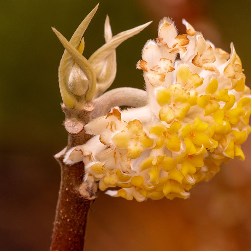 Edgeworthia chrysantha Grandiflora - Bastone di san Giuseppe (Flowering)