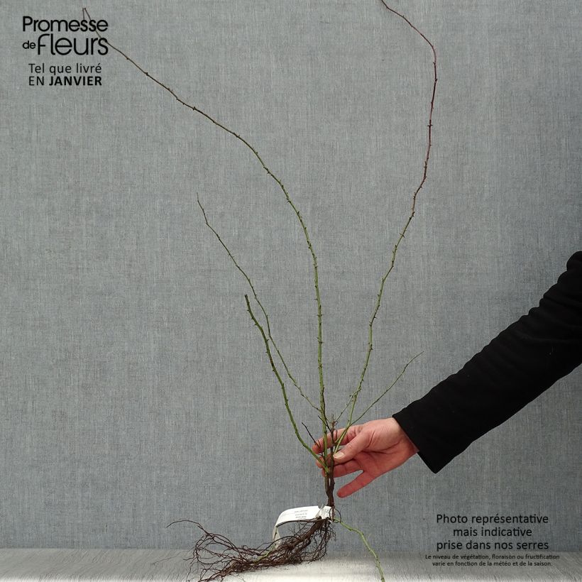 Rosa canina - Rosa selvatica comune Piante piccole a radice nuda esemplare consegnato in inverno