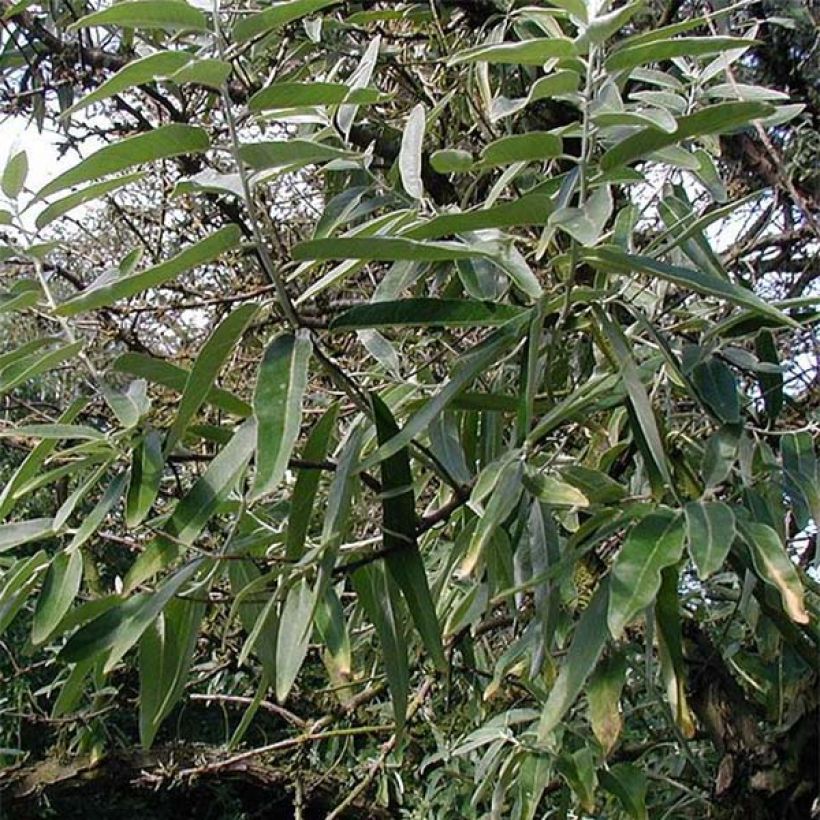 Elaeagnus angustifolia - Olivagno (Foliage)
