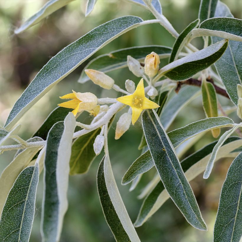 Elaeagnus angustifolia - Olivagno (Flowering)