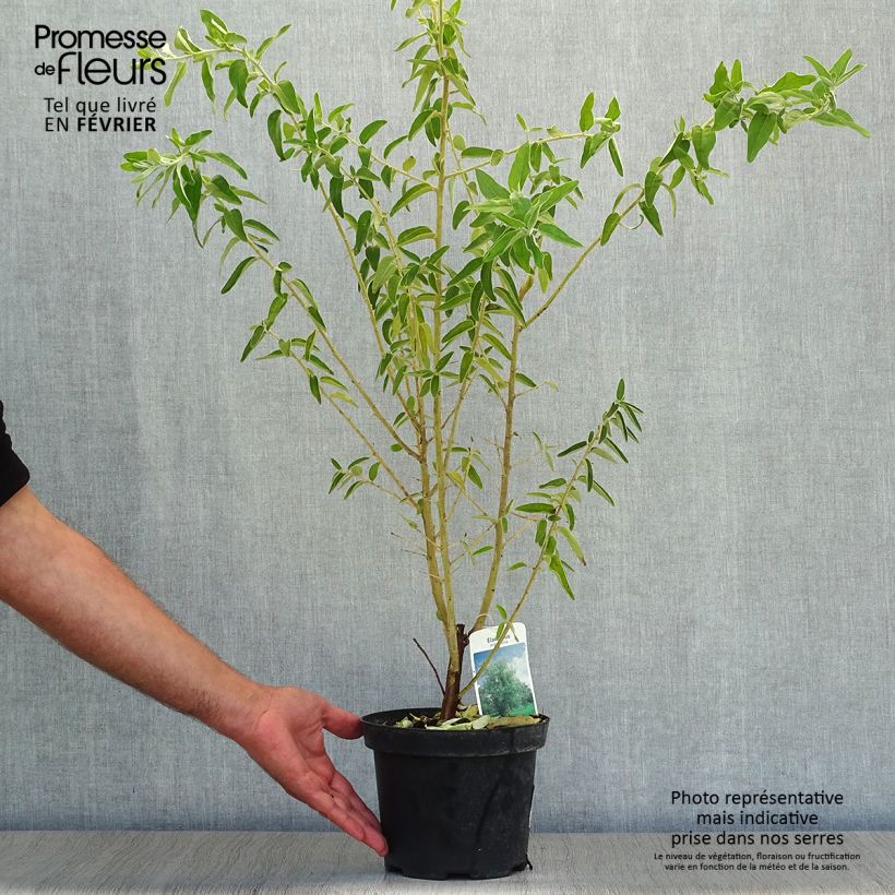 Esemplare di Elaeagnus angustifolia - Olivagno Vaso da 2L/3L come consegnato in autunno