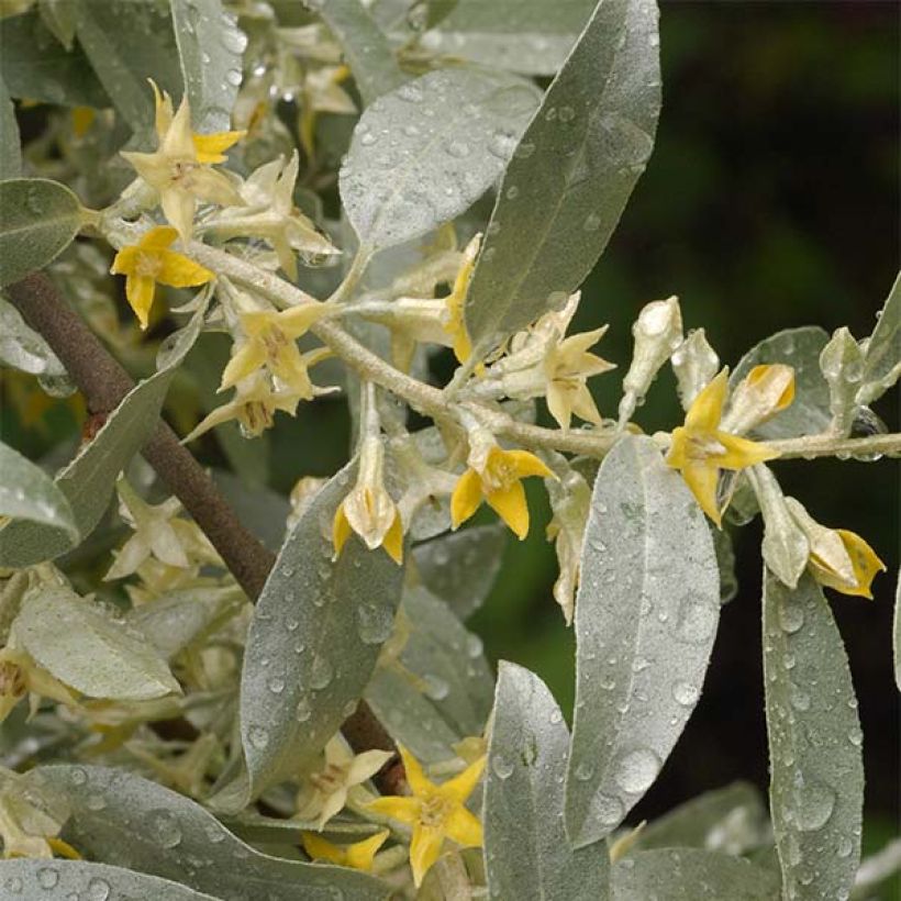 Elaeagnus commutata Zempin - Eleagno (Flowering)