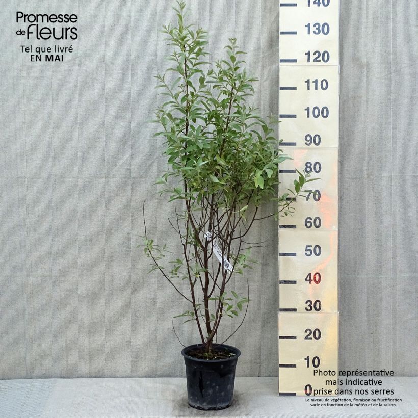 Example of Elaeagnus commutata Zempin - Eleagno Vaso da 4L/5L as you get in printemps