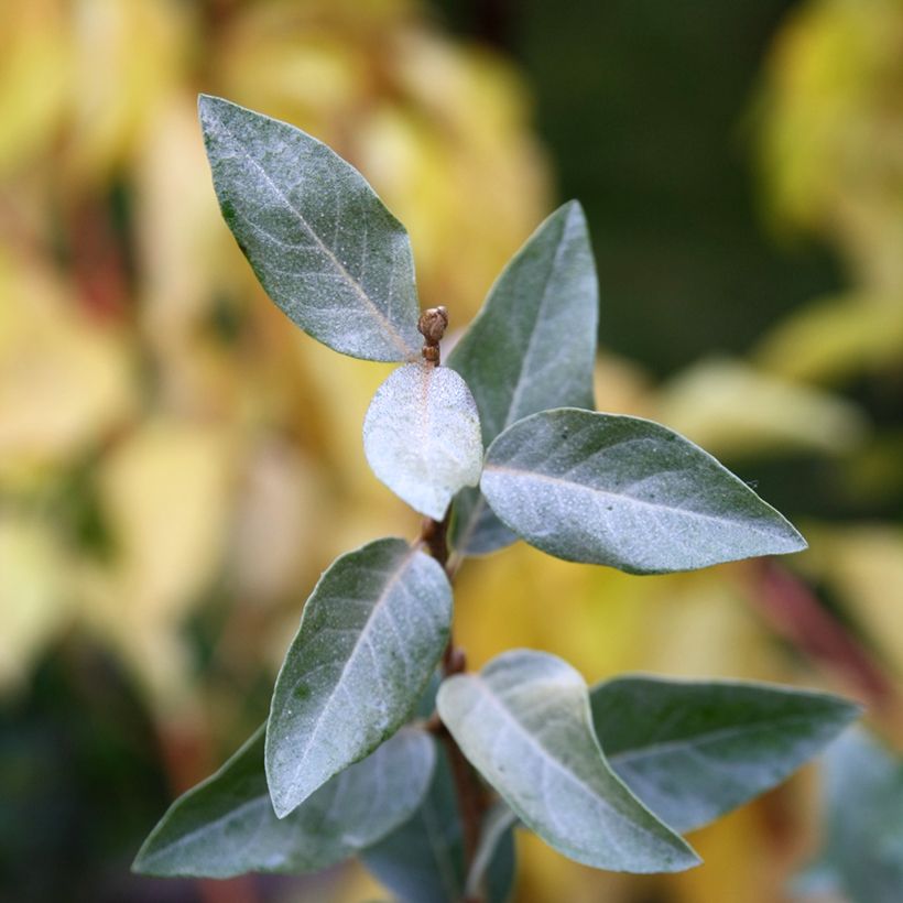 Elaeagnus commutata Zempin - Eleagno (Foliage)