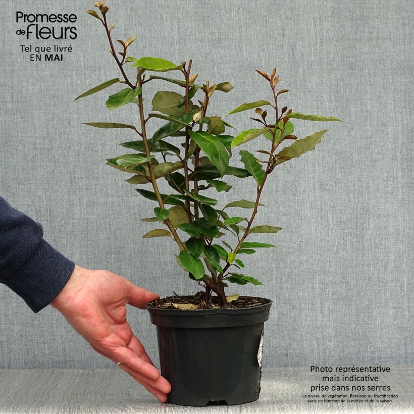 Example of Elaeagnus ebbingei - Eleagno Vaso da 2L/3L as you get in printemps