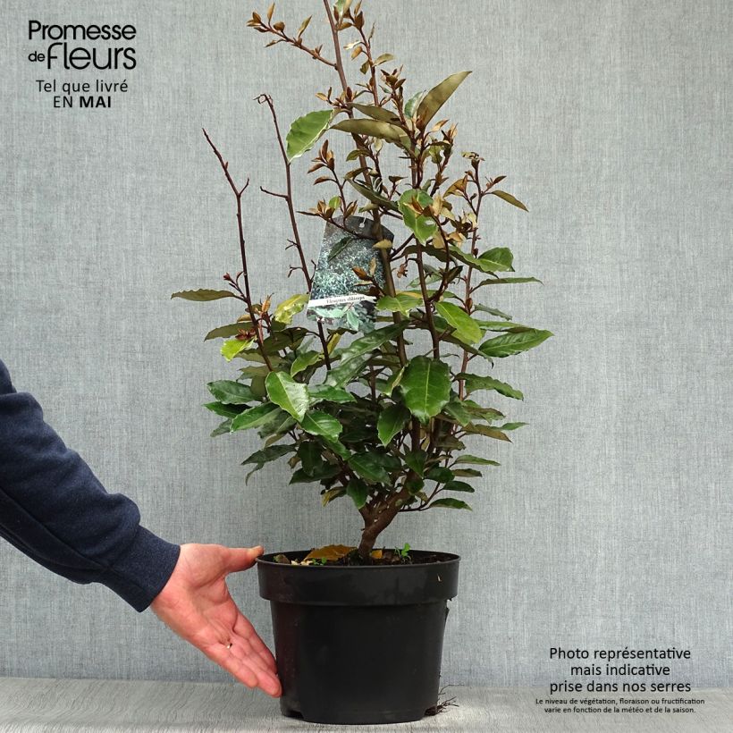 Example of Elaeagnus ebbingei - Eleagno Vaso da 4L/5L as you get in printemps