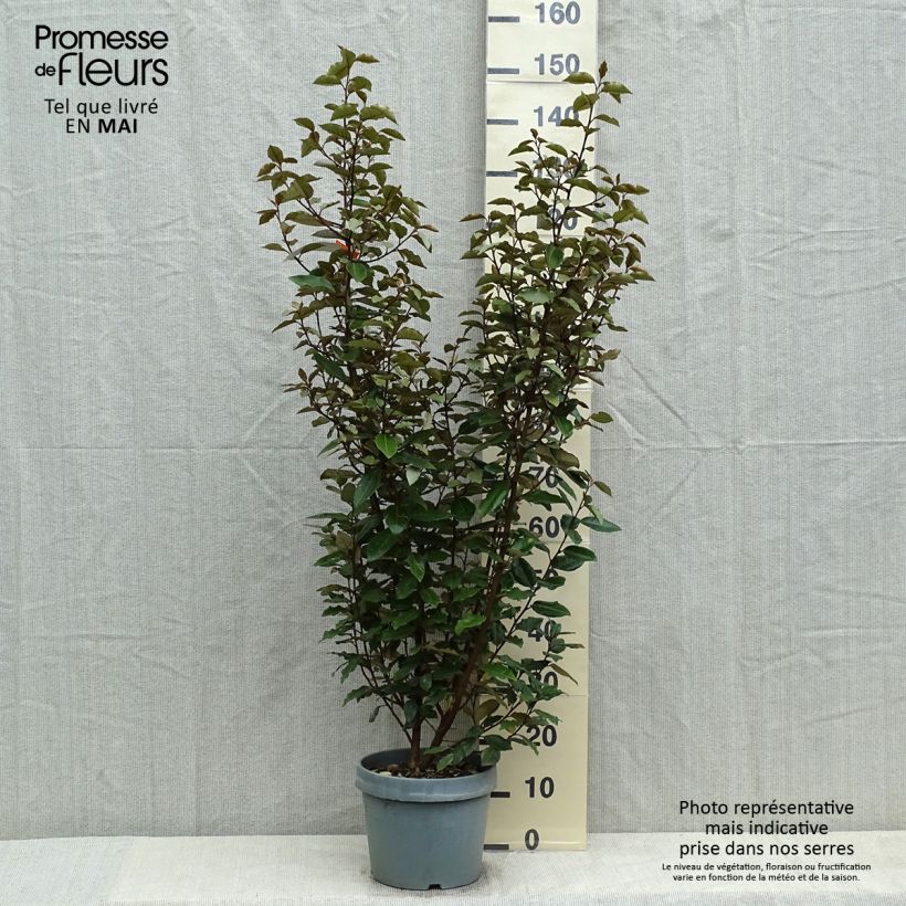 Example of Elaeagnus ebbingei - Eleagno Vaso da 7,5L/10L as you get in printemps