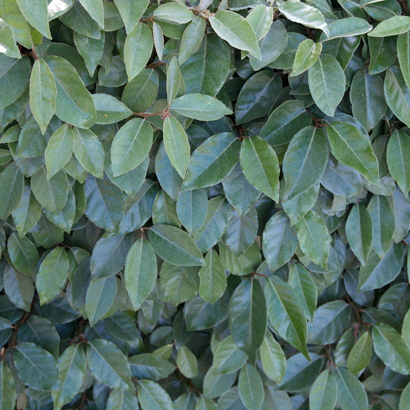Elaeagnus ebbingei Compacta - Eleagno (Foliage)