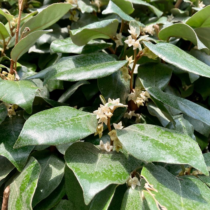 Elaeagnus ebbingei Compacta - Eleagno (Flowering)
