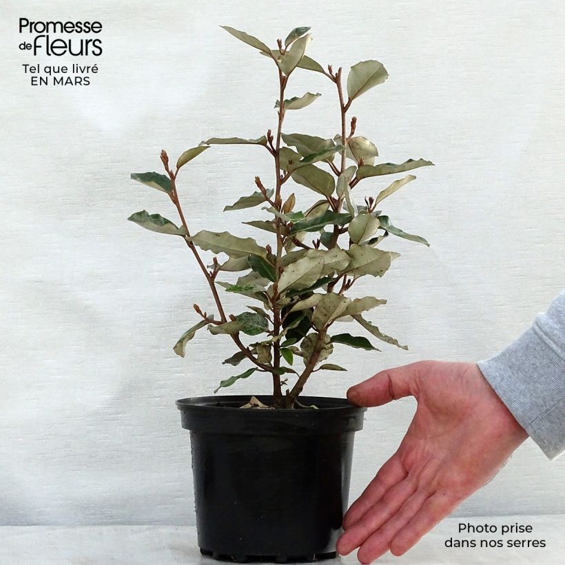 Example of Elaeagnus ebbingei Compacta - Eleagno Vaso da 2L/3L as you get in printemps