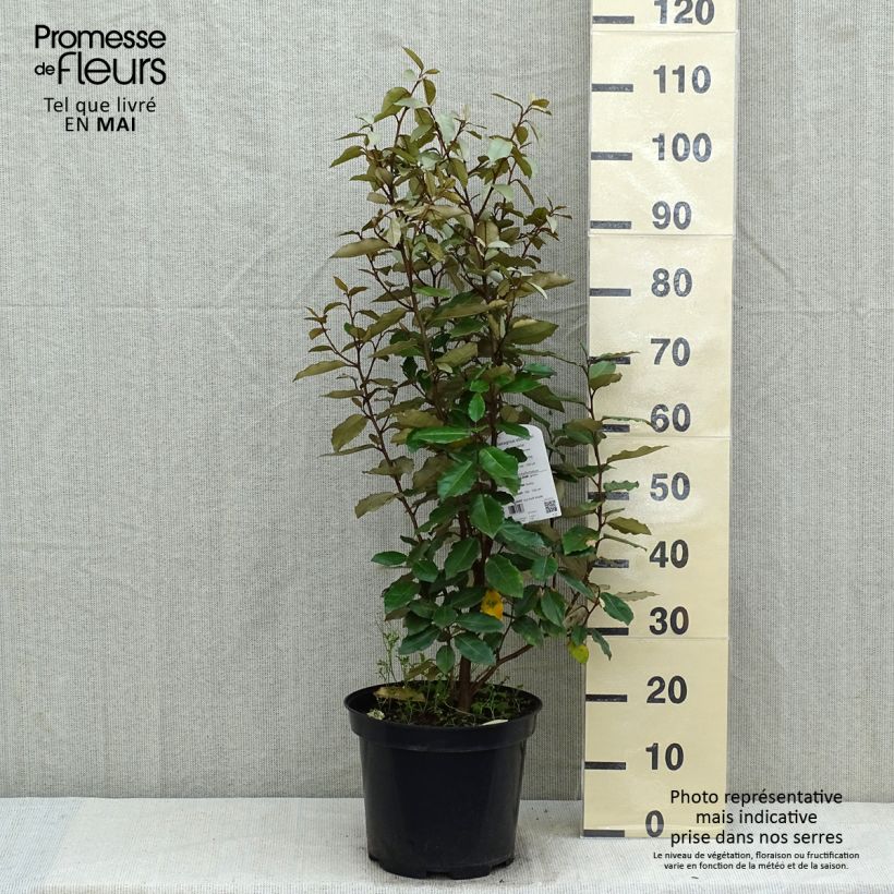 Example of Elaeagnus ebbingei Compacta - Eleagno Vaso da 7,5L/10L as you get in printemps