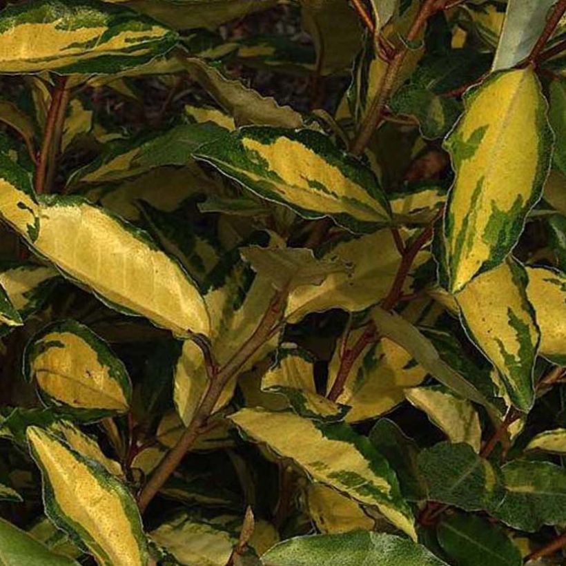 Elaeagnus ebbingei Eleador - Eleagno (Foliage)