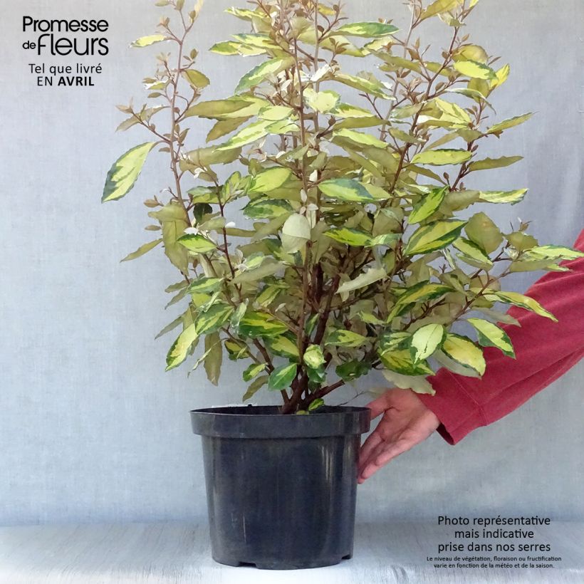 Example of Elaeagnus ebbingei Eleador - Eleagno Vaso da 7,5L/10L as you get in printemps