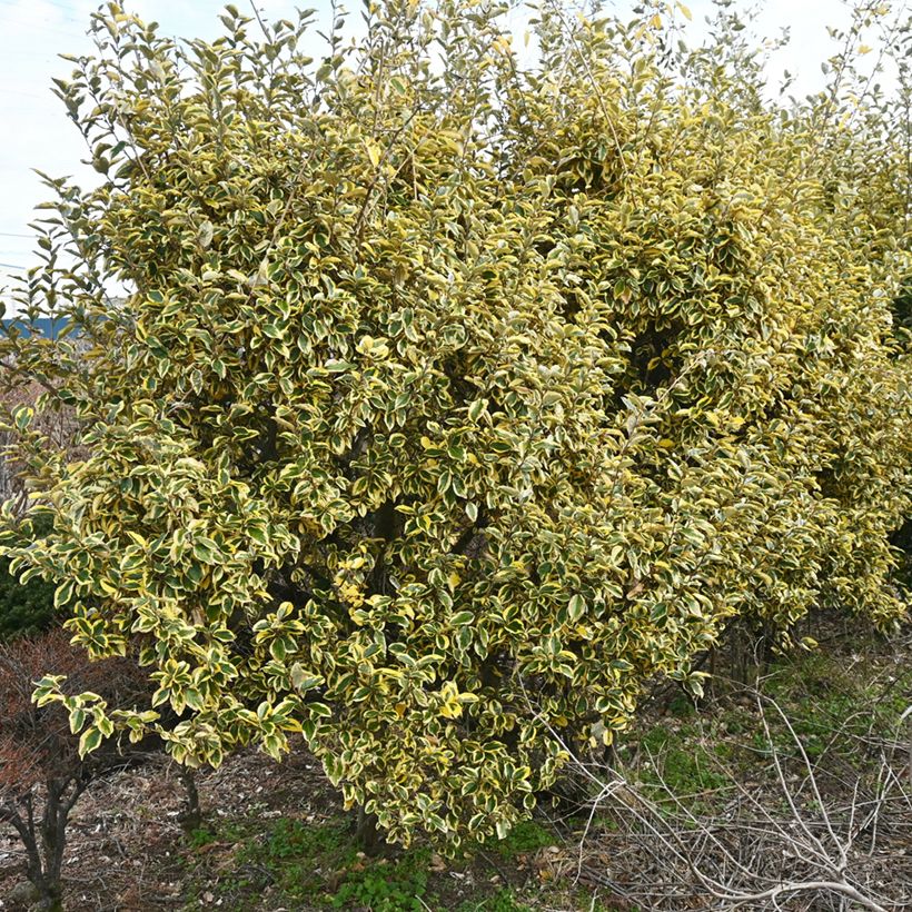 Elaeagnus ebbingei Gilt Edge - Eleagno (Plant habit)