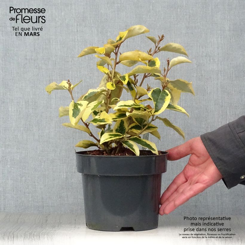 Example of Elaeagnus ebbingei Gilt Edge - Eleagno Vaso da 2L/3L as you get in printemps