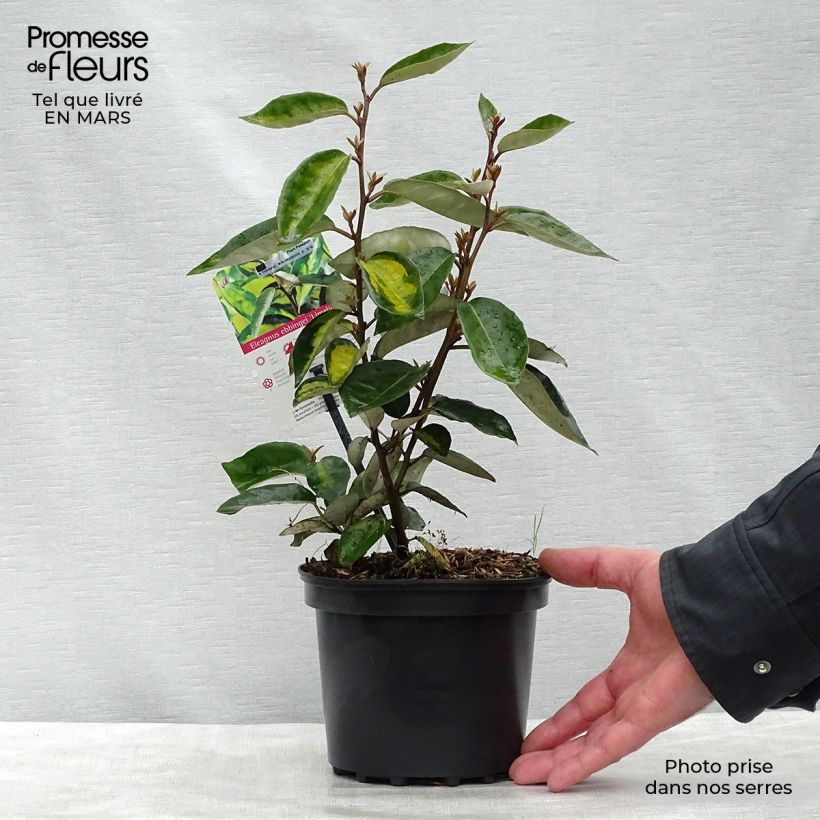 Example of Elaeagnus ebbingei Limelight - Eleagno Vaso da 2L/3L as you get in printemps