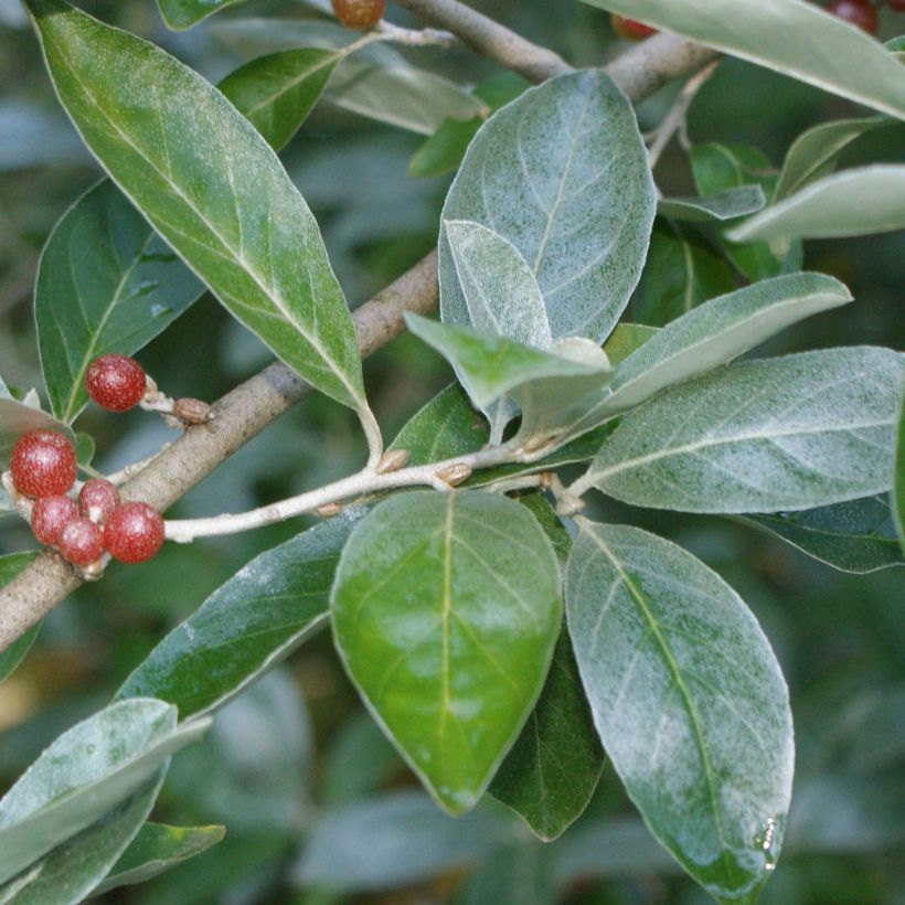 Elaeagnus multiflora - Goumi del Giappone (Foliage)