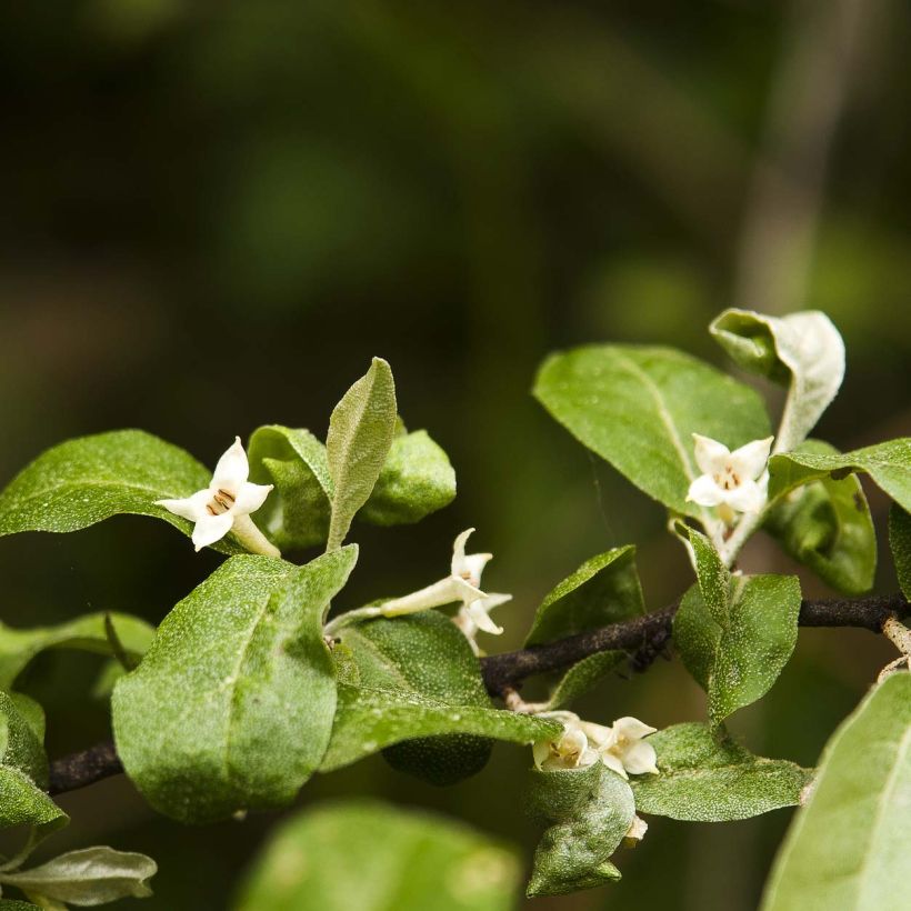 Elaeagnus multiflora - Goumi del Giappone (Flowering)