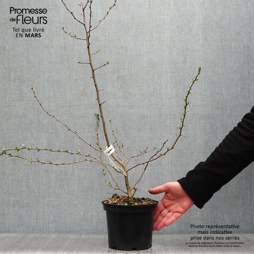 Example of Elaeagnus multiflora - Goumi del Giappone Vaso da 2L/3L as you get in printemps