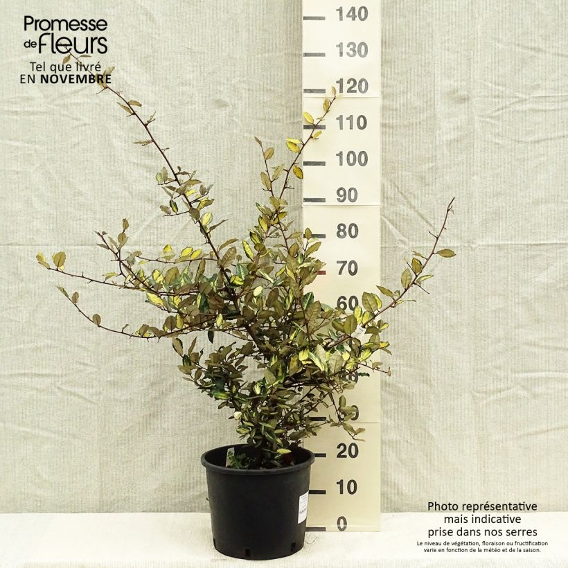 Esemplare di Elaeagnus pungens Maculata - Olivagno pungente Vaso da 7,5L/10L come consegnato in autunno