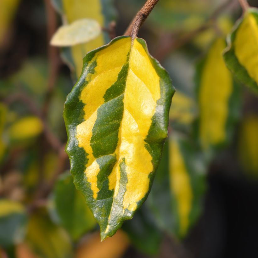 Elaeagnus pungens Maculata - Olivagno pungente (Fogliame)