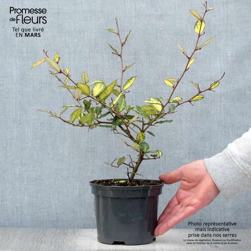 Elaeagnus pungens Maculata - Olivagno pungente Vaso da 2L/3L esemplare consegnato in primavera