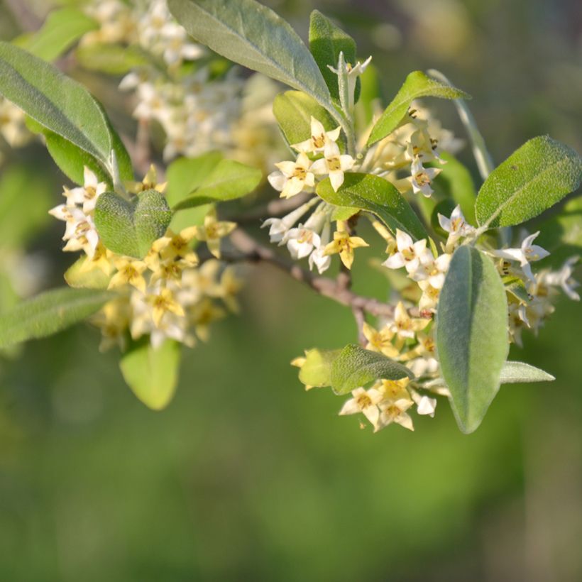 Elaeagnus umbellata Pointilla Amoroso - Eleagno ombrelliforme (Flowering)