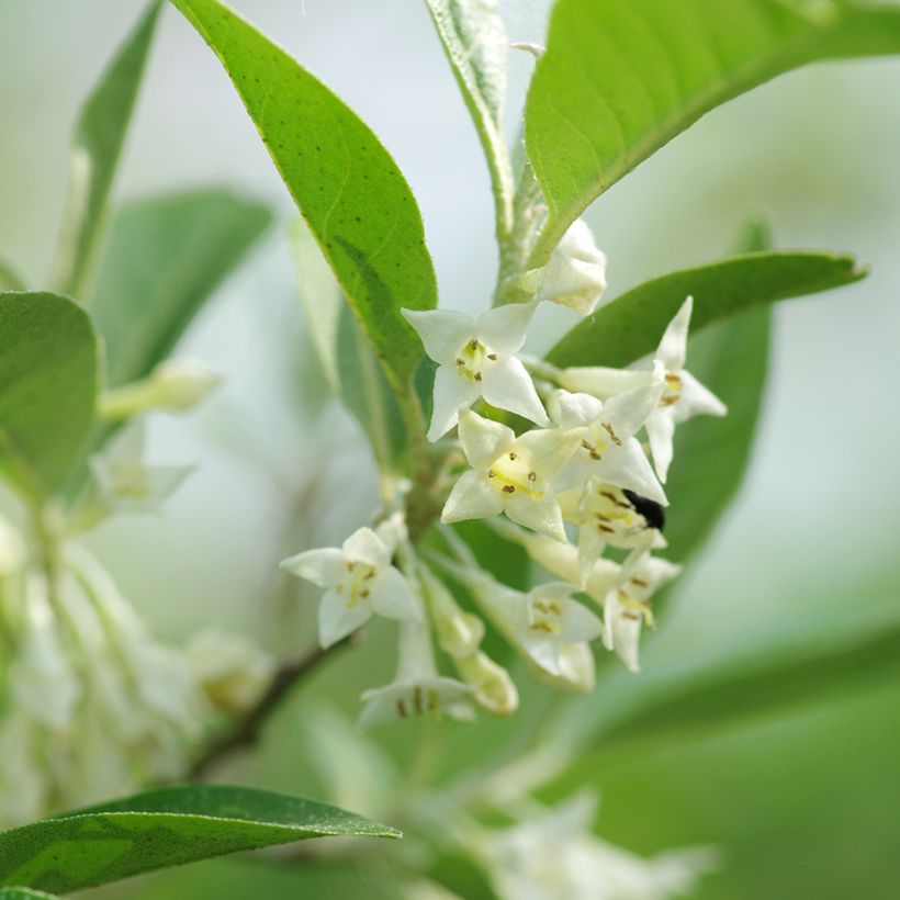 Elaeagnus umbellata - Eleagno ombrelliforme (Fioritura)