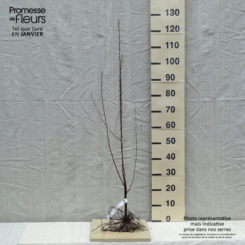 Elaeagnus umbellata - Eleagno ombrelliforme Piante piccole a radice nuda esemplare consegnato in inverno