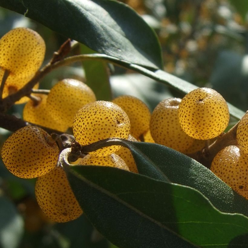 Elaeagnus umbellata Fortunella - Eleagno ombrelliforme (Harvest)