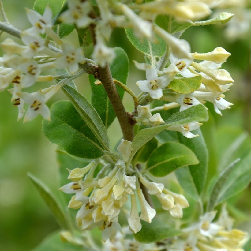 Elaeagnus umbellata Fortunella - Eleagno ombrelliforme (Flowering)