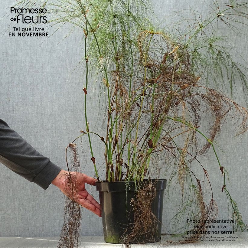 Esemplare di Elegia capensis - Restio Vaso da 7,5L/10L come consegnato in autunno