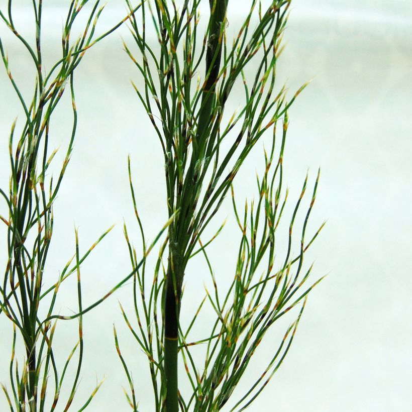 Elegia capensis - Restio (Fogliame)