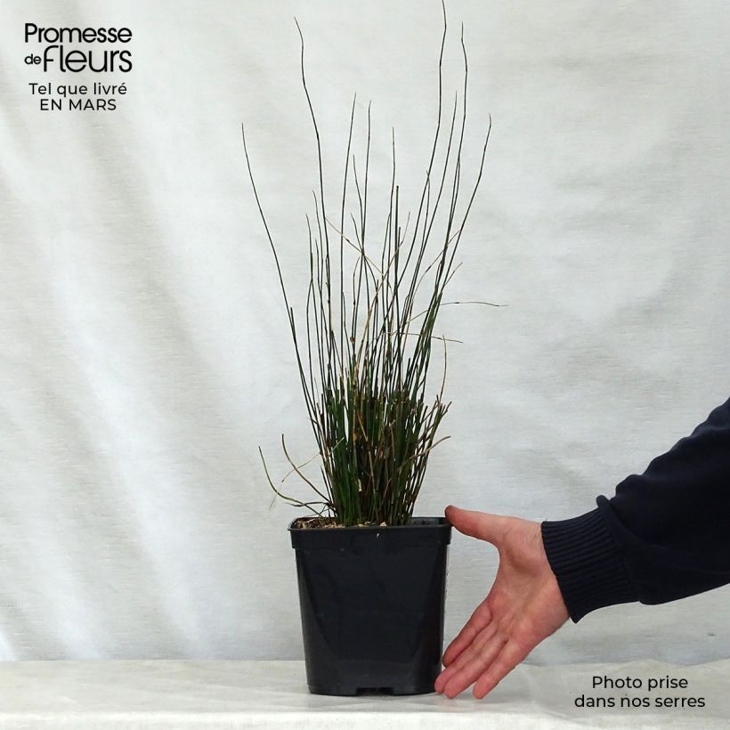 Example of Elegia tectorum Fish Hoek Vaso da 1L/1,5L as you get in printemps