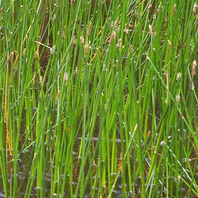 Eleocharis palustris - Giunchina comune (Fogliame)