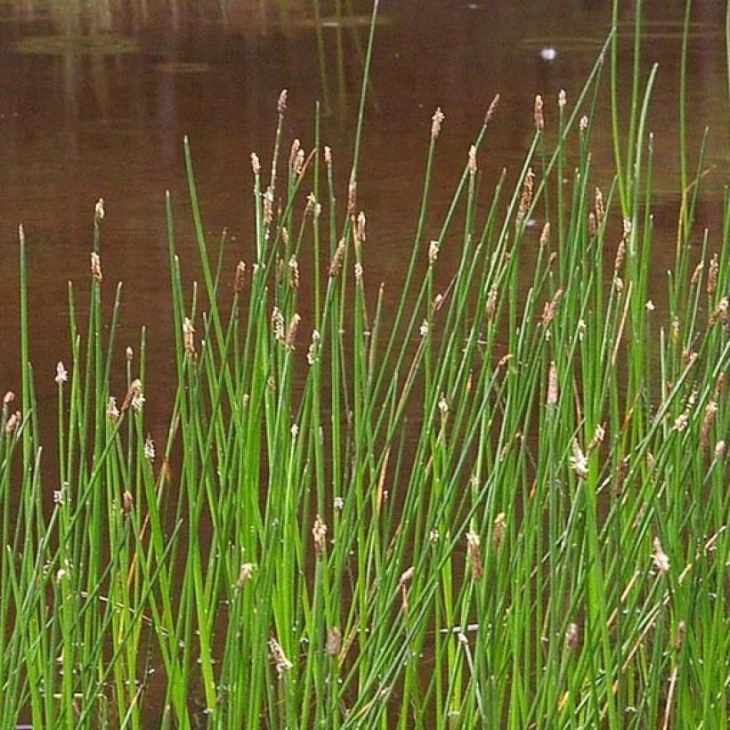 Eleocharis palustris - Giunchina comune (Fioritura)