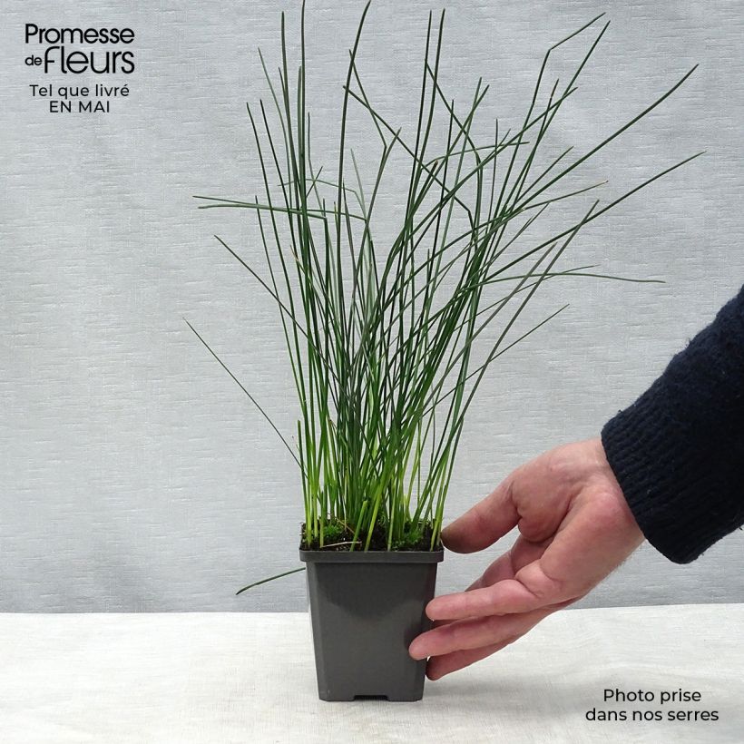 Eleocharis palustris - Giunchina comune Vasetto da 8/9 cm esemplare consegnato in primavera