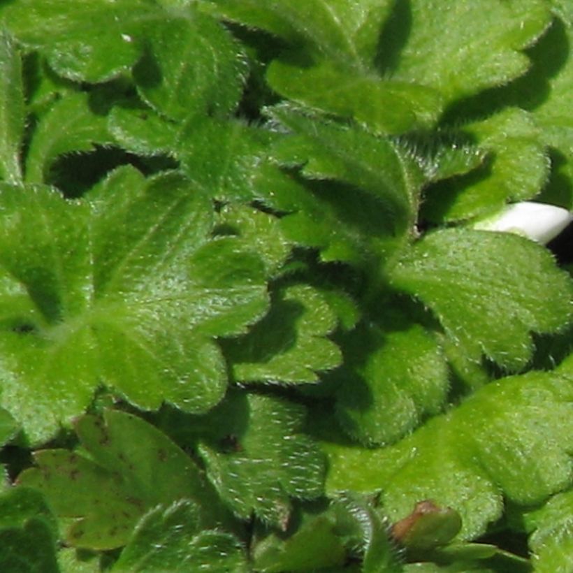 Ellisiophyllum pinnatum (Fogliame)