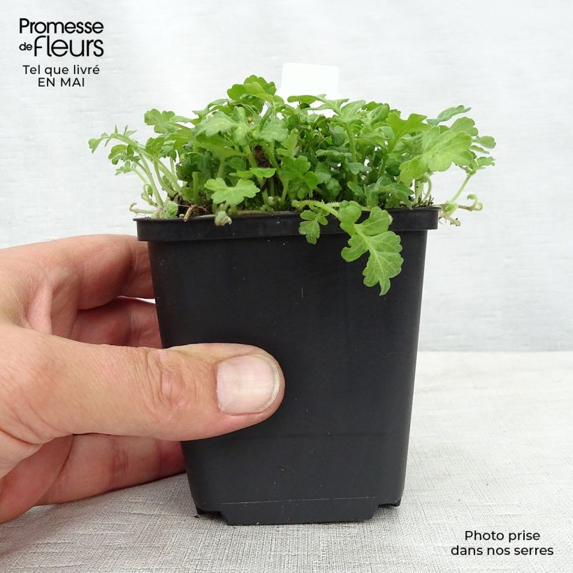 Ellisiophyllum pinnatum Vasetto da 8/9 cm esemplare consegnato in primavera